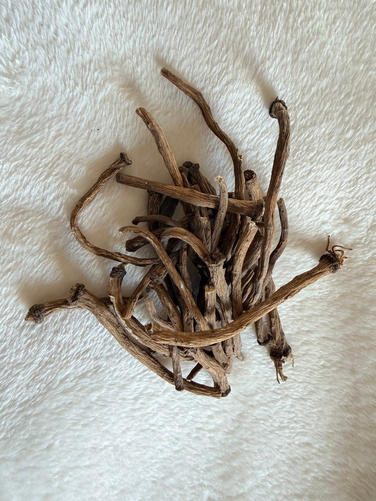 racine de pissenlit racine de pissenlit