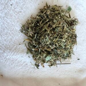 feuille et tige de trĂšfle