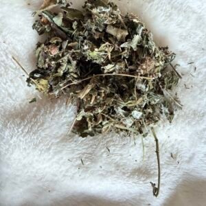 feuille de framboisier