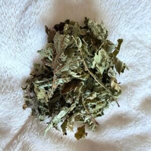 feuille de noisetier