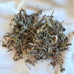 feuille de pissenlit